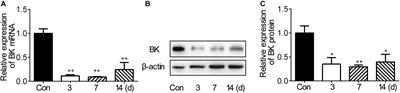 BK Channel-Mediated Microglial Phagocytosis Alleviates Neurological Deficit After Ischemic Stroke